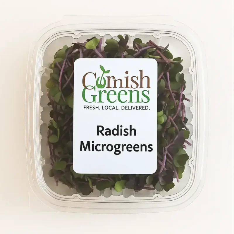 Radish microgreens freshly harvested in Cornwall – bold purple stems, spicy flavour, and packed with antioxidants for vibrant health